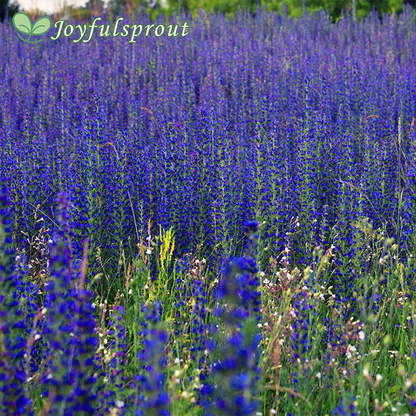 Blue Queen Salvia Seeds