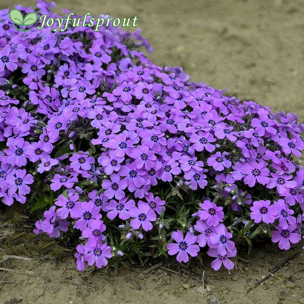 Phlox 'Eye Shadow'