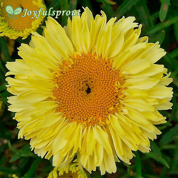 Leucanthemum Realflor 'Real Goldcup'