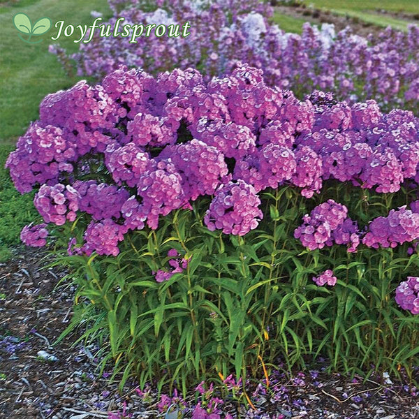 Phlox 'Fashionably Early Flamingo'