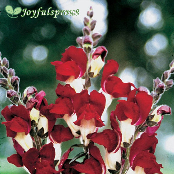 Night and Day Snapdragon Seeds