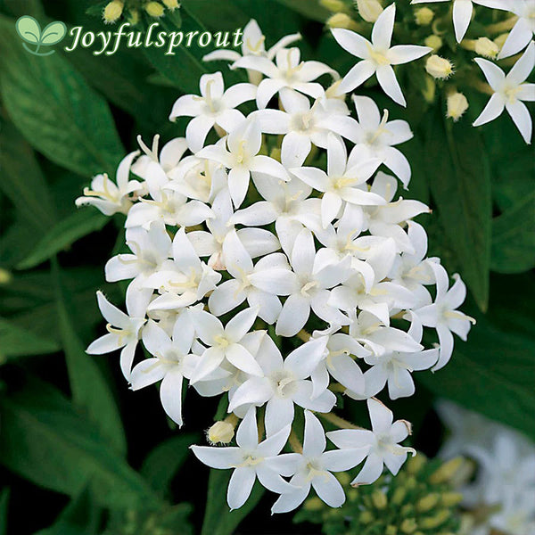 Lucky Star White Pentas Seeds