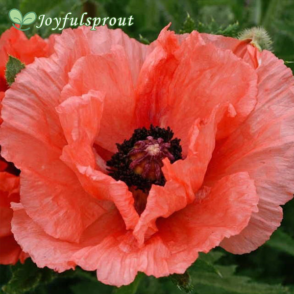 Double Pleasure Oriental Poppy