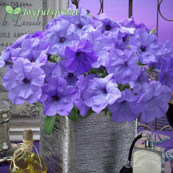 Evening Scentsation Petunia Seeds