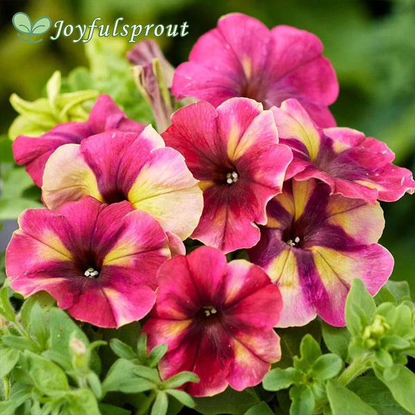 FlashForward White Petunia Seeds