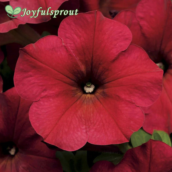 Shake Raspberry Petunia Seeds