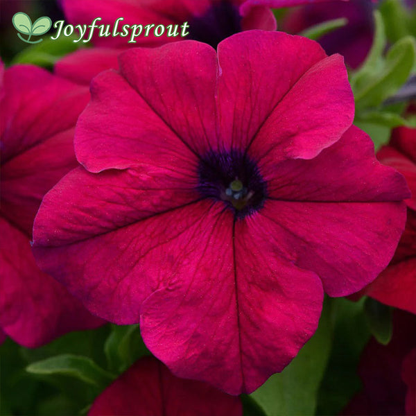 Dreams Burgundy Petunia Seeds