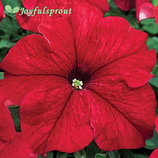 TriTunia Red Hybrid Petunia