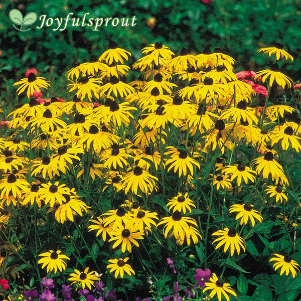 Goldsturm Strain Rudbeckia Seeds
