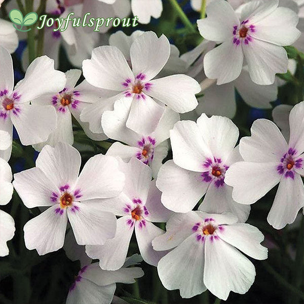 Phlox 'Amazing Grace'