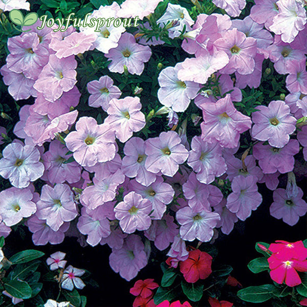 Wave Misty Lilac Hybrid Petunia Seeds