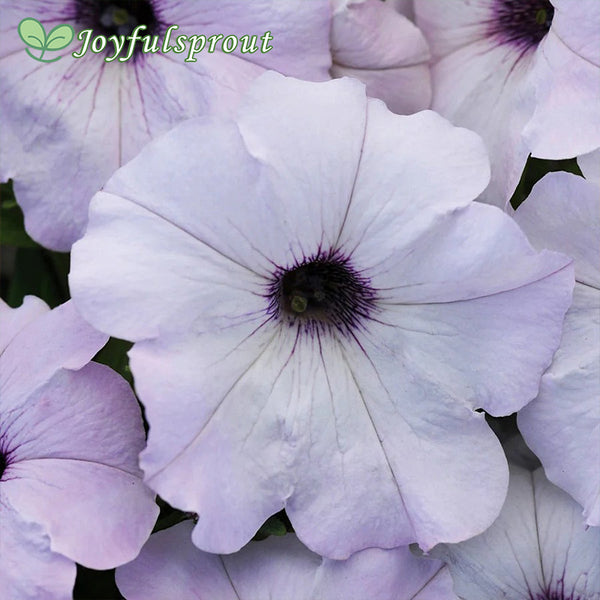 Easy Wave Silver Hybrid Petunia Seeds