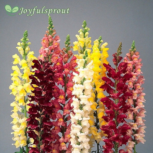 Rocket Hybrid Mix Snapdragon Seeds