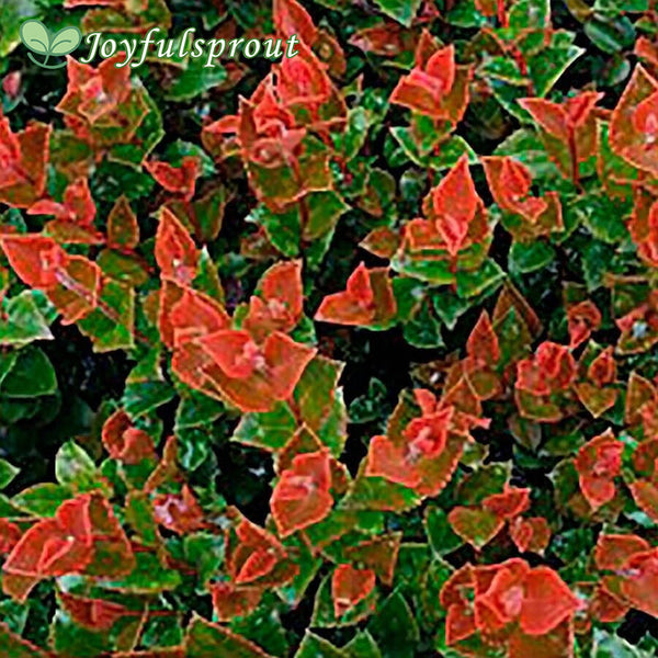 Huckleberry Scarlet Ovation Vaccinium Seeds