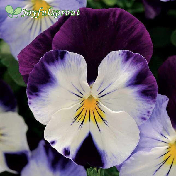 Cool Wave Violet Wing Pansy Seeds