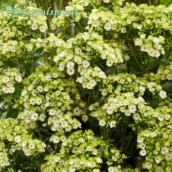 Phlox 'Orchid Green'