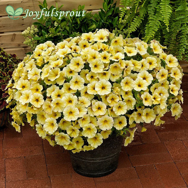 Petunia SuperCal Light Yellow
