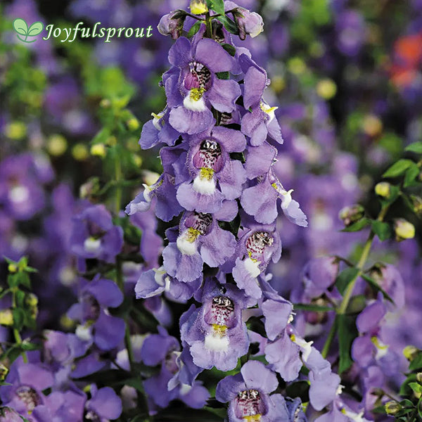 Serena Blue Angelonia Seeds