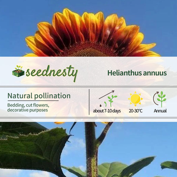 Sunflower Seeds - Floren