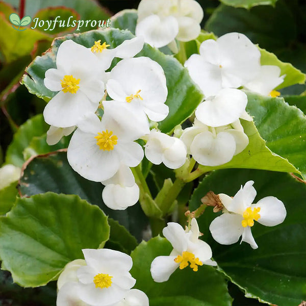 Pizzazz White Begonia Seeds