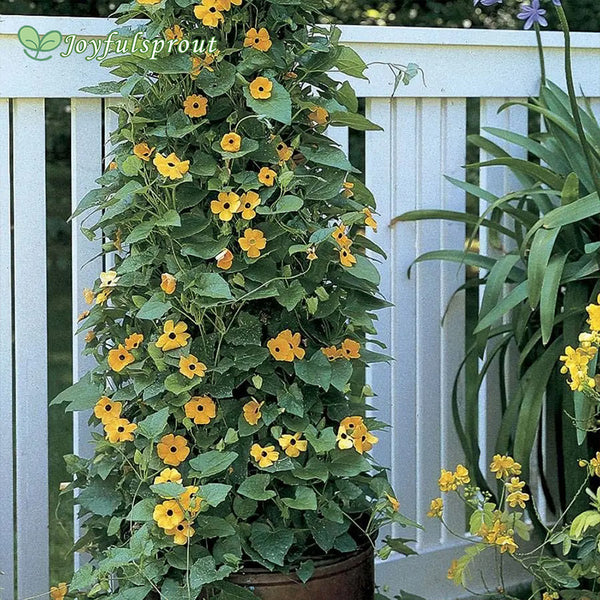 Black-Eyed Susan Vine Seeds