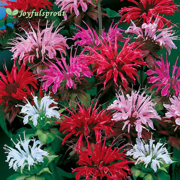 Mix Bee Balm Seeds