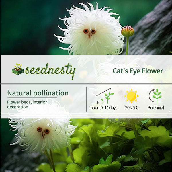 Cat's eye dazzle-Curly white