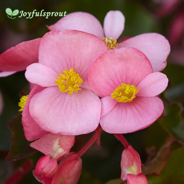 Hula Pink Begonia Seeds