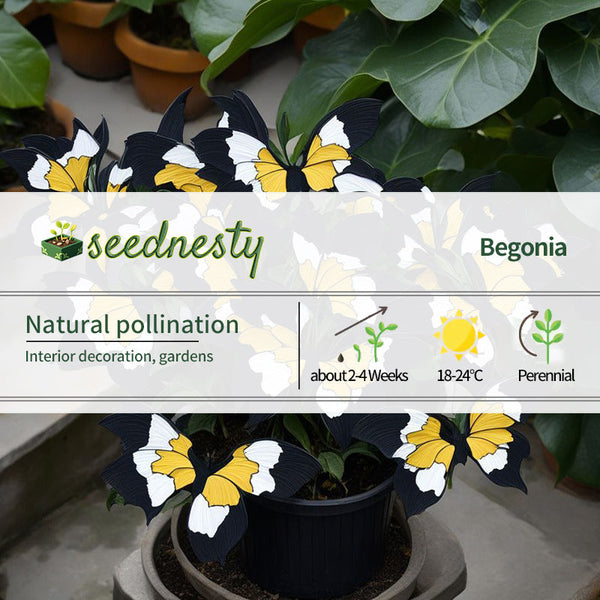 Moonlight Butterfly Begonia - Black Yellow White