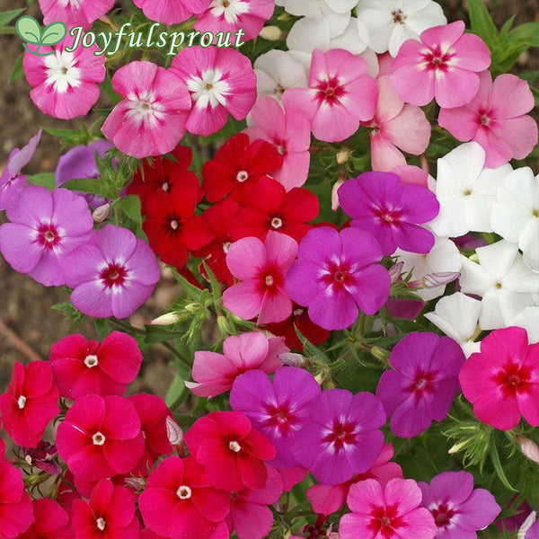 Mixed Annual Phlox Seeds