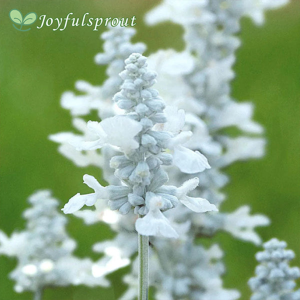 Evolution White Salvia Seeds