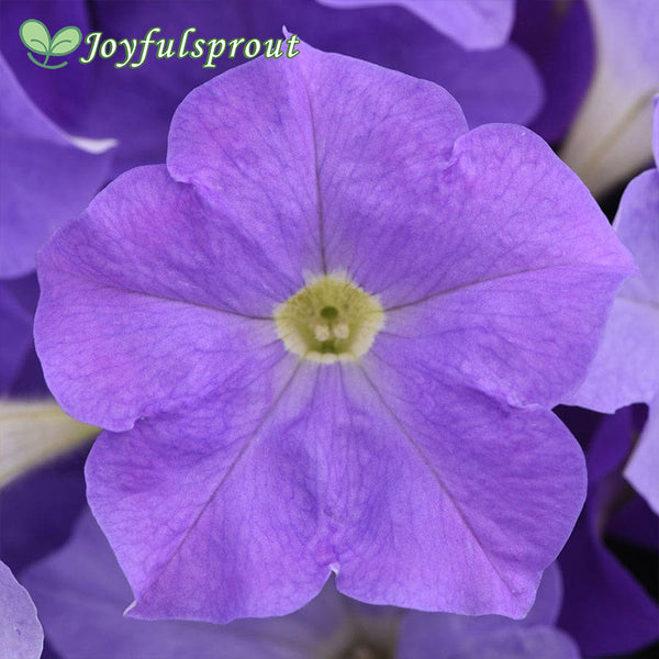 E3 Easy Wave Sky Blue Petunia Seeds