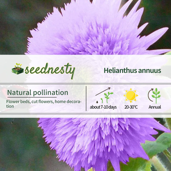Purple Teddy Bear Sunflower Seeds| Home Garden