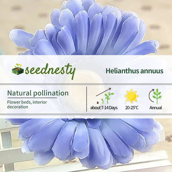 Blue Gerbera Flower Seeds, Sunflower