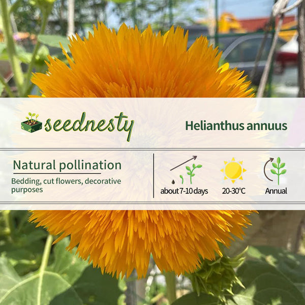 Sunflower Seeds, Teddy Bear