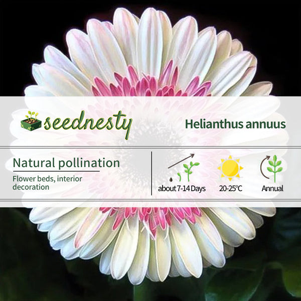 Pink White Gerbera Flower Seeds