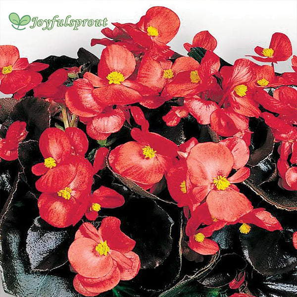 Big Red with Bronze Leaf Begonia Seeds