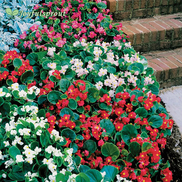 Pizzazz Mix Begonia Seeds