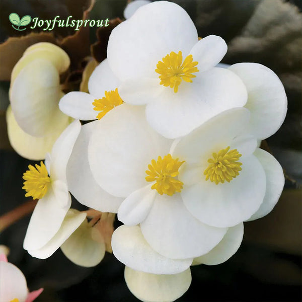 BabyWing White Begonia Seeds