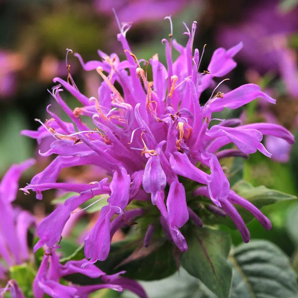 Monarda Balmy Lilac Bee Balm