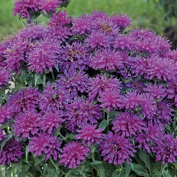 Sugar Buzz 'Grape Gumball' Bee Balm