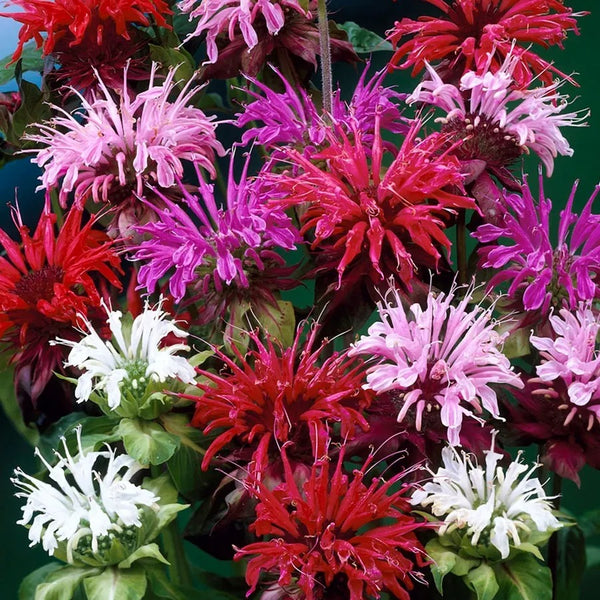 Monarda Mix Bee Balm