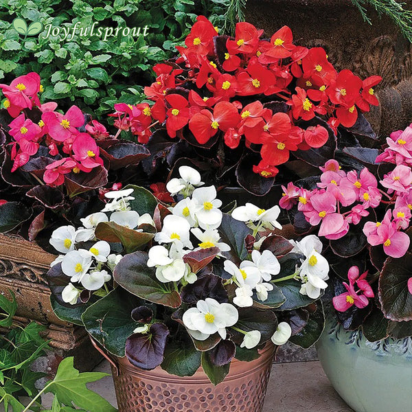 Bada Boom Mix Begonia Seeds