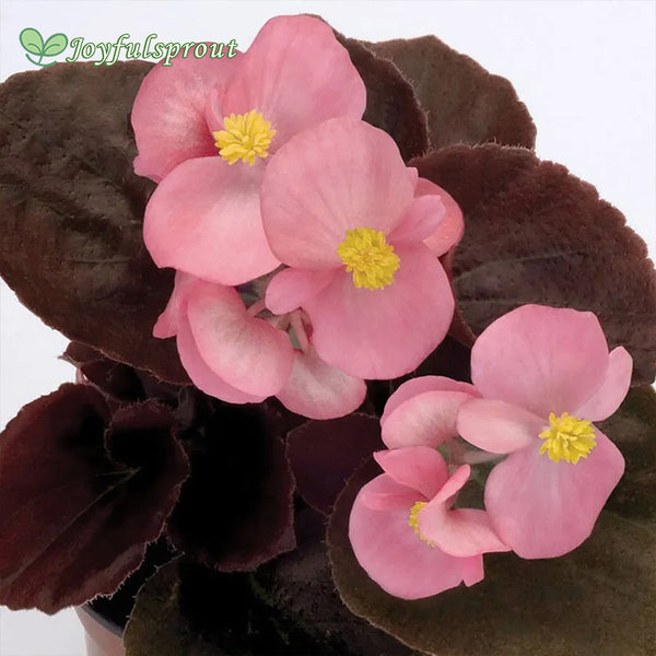 Cocktail Gin Begonia Seeds