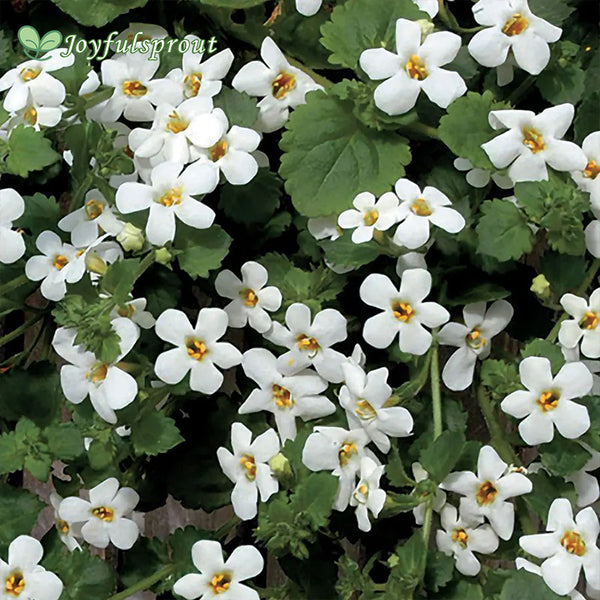 Snowtopia Bacopa Seeds