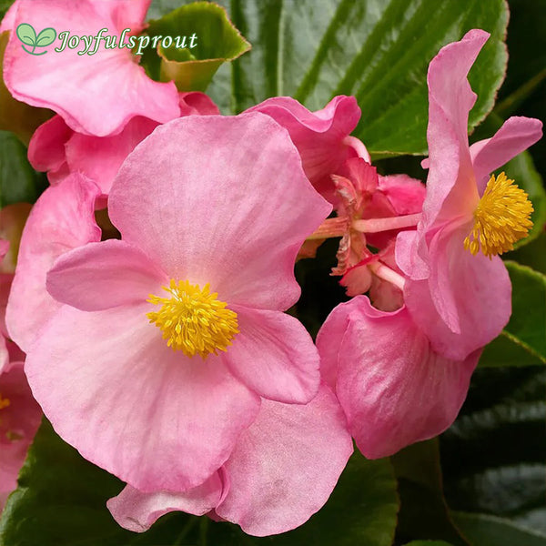 Tophat Pink Green Leaf Begonia Seeds
