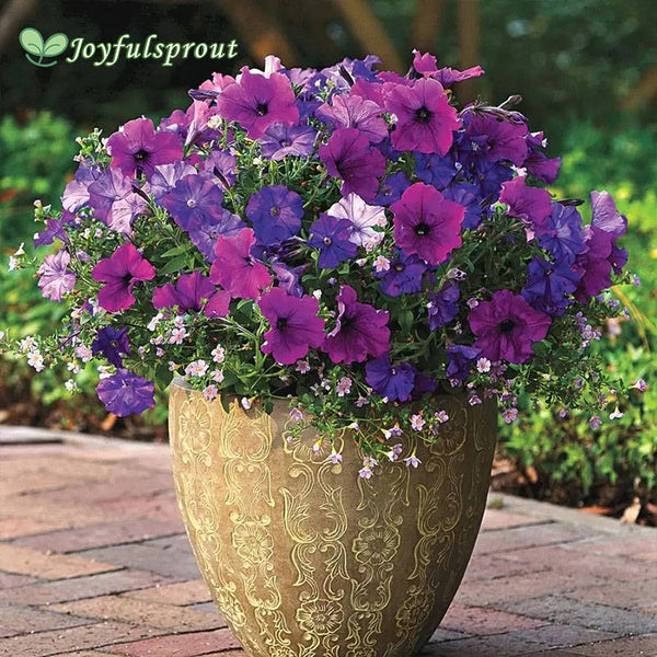 Fuseables Healing Waters Petunia-Bacopa Seeds