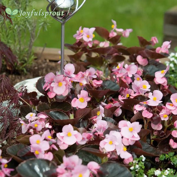 Cocktail Brandy Begonia Seeds
