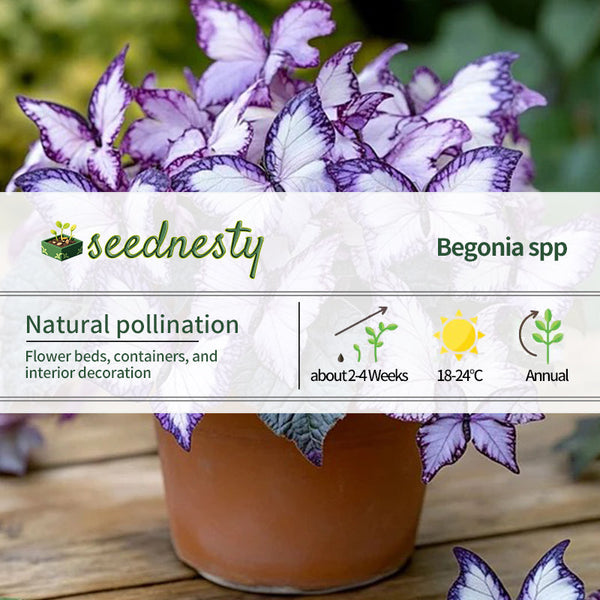 Moonlight Butterfly Begonia - Lavender
