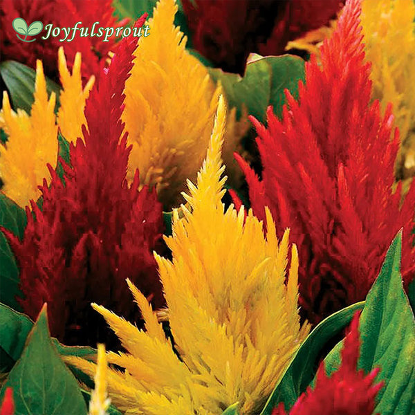 First Flame Mix Celosia Seeds